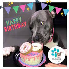 Puppy Bistro - ¡Feliz cumpleaños MIMOSA! Fue un placer formar parte de tu primer cumpleaños 🎊🐶🐾 | Facebook