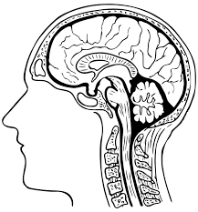You can choose and print them by yourself rather than buy the book that is usually more expensive. Human Brain Coloring Pages Free Printable Coloring Pages For Kids