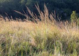 Image result for Sporobolus natalensis