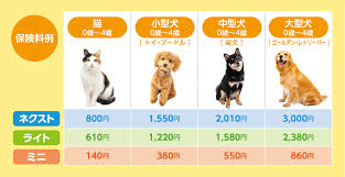 野良猫を保護するには？保護する前に必要な心構えや注意点を医師が解説！