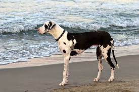 He goes to the door and waits to be let out. Pin On Great Danes