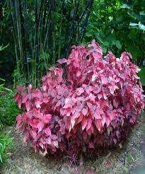 Image result for Iresine lindenii