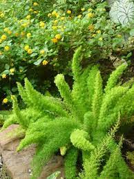 Beautiful Foxtail Fern Learn The Downside Of Planting This Variety Of Fern Foxtail Fern Florida Landscaping Modern Landscaping