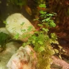 Image result for Wolffiella hyalina