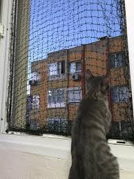 Hayvanlar insanların varlığına ihtiyaç duyarlar. Kedi Filesi Kedi Sinekligi Nasil Yapilir Suzionline