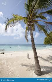 Parque Nacional De Morrocoy, Un Paraíso Con Los árboles De Coco, San Blanco  Imagen de archivo