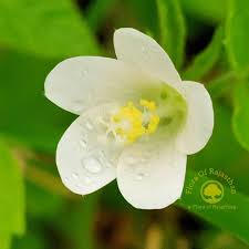 Image result for Hibiscus lobatus