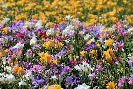 However, the holland flower market is extremely diverse. Variety Flowers Daytime Sia Sias Field Of Flowers Sea Of Flowers Blutenmeer Piqsels