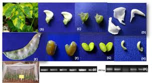 Image result for Dolichos sericeus