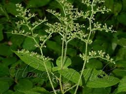 Image result for Laportea alatipes