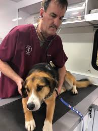 Low cost pet vaccination clinics and veterinary services for washington, idaho, and oregon pets. Paws Of War Mobile Veterinary Clinic Paws Of War