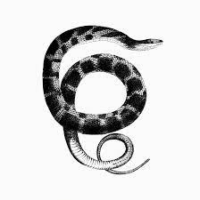 Plain Bellied Water Snake From Report Of An Expedition Down The Zuni And Colorado Rivers 1853 Published By Lorenzo Sitgreaves Origi Snake Snake Art Drawings
