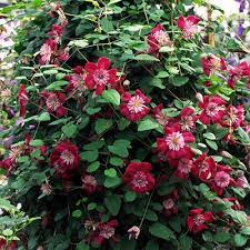 Check spelling or type a new query. Clematis Avant Garde Yougarden