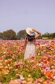 This picture appears a little. The Carlsbad Flower Fields Everything You Need To Know Pictures Words