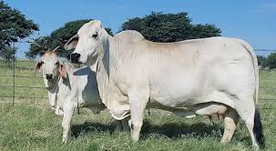 Start your limpopo property search with the largest selection of houses, private property, flats, farms and repossessed property. The Us Sugar Cow Queen Of The Brahman Grandview Brahman Facebook