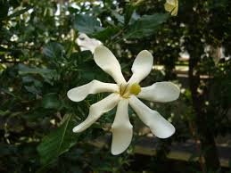 Image result for Gardenia cornuta
