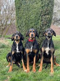 Image result for sedmihradský honič