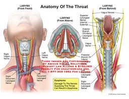 Throat Anatomy Anatomy Of The Larynx From The Front Top