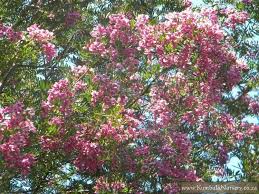 Image result for Virgilia