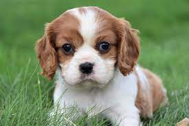 Dÿ Sdÿœ Dÿ Sweet And Gentle Faced Cavalier Puppies Are Loving And Affe King Charles Cavalier Spaniel Puppy Cavalier King Charles Spaniel Spaniel Puppies