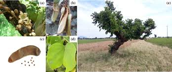 Image result for Piliostigma thonningii