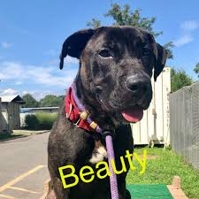 They stay with the staff and volunteers until the end of their life. Dog In Shelter Over 500 Days Among Pets Up For Adoption On Long Island