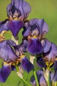 Iris Flower Images For Android Wallpaper Flower Images Iris Flowers Android Wallpaper