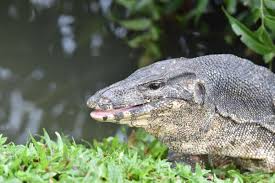 Reptiles