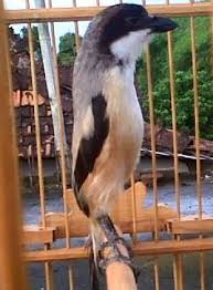 Burung ini memiliki keunikan untuk meniru berbagai macam suara burung jenis artikel kali ini akan membahas tentang cara merawat burung cendet serta harga burung terbaru burung ini pada tahun 2019. Kicau Mania Tips Merawat Burung By Riquest Beranda Facebook