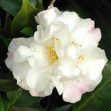 Camellia Scentuous Camellia Lutchuensis Hybrid A Semi Double White Bloom With Blushes Of Pink Blooms Norma Fragrant Flowers Fragrant Plant Blooming Plants