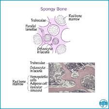 Trabeculae Comprises The Bone Connective Tissue In Parallel Lamellae Osteocytes Lie Within Lacunae Red Bone In 2020 Medical School Studying Osteology Med School Study