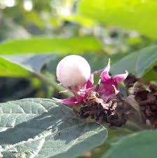 Image result for Clerodendrum silvanum
