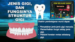 Waiting times were rarely excessive. Jenis Gigi Fungsi Struktur Gigi Youtube