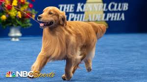 There is a best in show category, but trophies can also be won for various dog groups. 2019 Dog Show Online