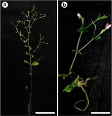 Image result for Canscora diffusa