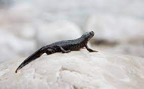 Newts As Pets - An Introduction To Their Care And Feeding