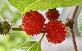 Image result for Broussonetia