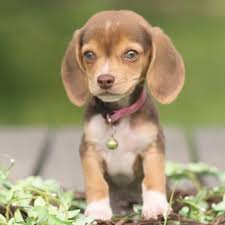 Check spelling or type a new query. Louisiana Mini Beagle Puppies Home Facebook