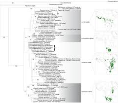 Image result for Coccinia subsessiliflora