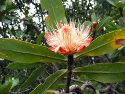 Image result for Protea welwitschii × angolensis