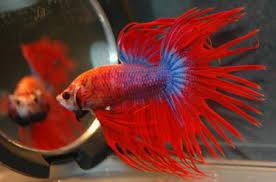 Betta fish are very popular species and have unique characteristics. Top 12 Betta Fish Toys Fish Care