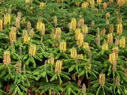 Image result for Helichrysum keilii