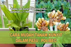 Hasil isolasi dari daun kunyit asal cibinong yang terserang bercak, didapat patogen penyebab penyakit tersebut adalah jamur colletotrichum sp. Cara Tanam Kunyit Dalam Pasu Polibeg Paling Cepat Tuai Kebun Bandar