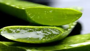 Pokok aloe vera mempunyai khasiat yg terrsendiri. Sejarah Aloe Vera Kajian Sains Tentang Aloe Vera Khasiat Aloe Vera Forever Living