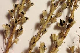 Image result for Oryzidium barnardii