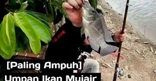 Berikut ini beberapa racikan jitu umpan ikan nila liar dan kolam serta cara membuatnya. Sering Zonk Ini Umpan Ikan Mujair Liar Yang Susah Makan Jejaksemut