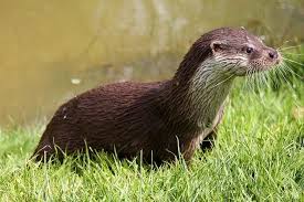 Otter Wildlife Nature Mammal Otters Spirit Animals Series Cool Landscapes