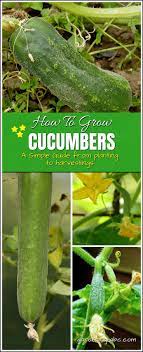 Growing Cucumbers How To Plant Water And Care A Cucumber Plant Cucumber Plant Growing Cucumbers Cucumber Gardening