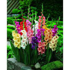 Wilko Bulbs Gladioli Mix 8 10 10pk Gladiolus Bulbs Garden Bulbs Gladiolus