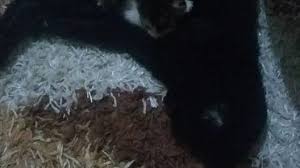 Kampanya Orman Ve Su Isleri Bakanligi Tepeoren Hayvan Barinagi Kediler Icin Olum Kampi Change Org